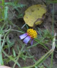 Tridax rosea