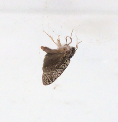 Lepidoptera
