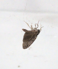 Lepidoptera