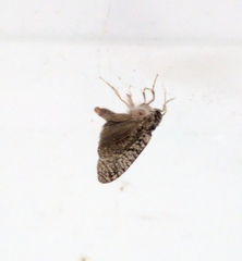 Lepidoptera