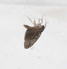 Lepidoptera