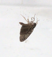 Lepidoptera