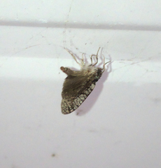 Lepidoptera