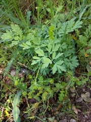 Lomatium californicum