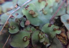 Plagiochasma rupestre rupestre