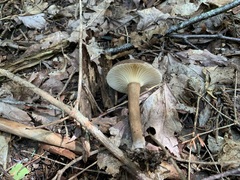 Lactifluus gerardii