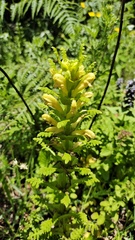 Pedicularis rex