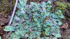 Plagiochasma rupestre rupestre