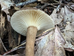 Lactifluus gerardii