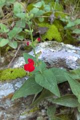 Salvia pulchella