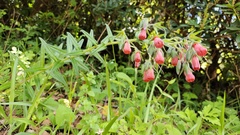Onosma confertum