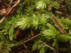 Leucobryum javense