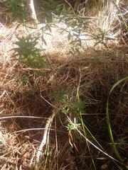 Leucopogon fasciculatus