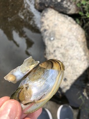 Pyganodon lacustris