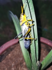 Taeniopoda tamaulipensis