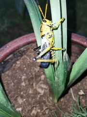 Taeniopoda tamaulipensis