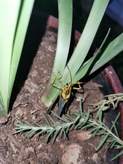 Taeniopoda tamaulipensis