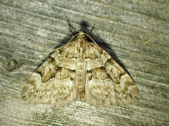 Thera contractata
