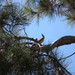 photo of Ash-throated Flycatcher (Myiarchus cinerascens)