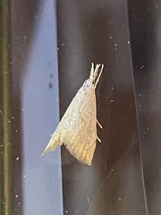 Haimbachia placidellus