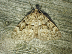 Thera contractata