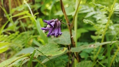 Amphicarpaea ferruginea