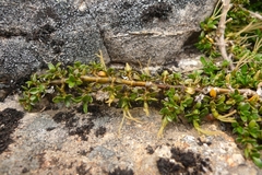 Coprosma perpusilla perpusilla