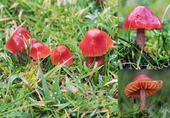Hygrocybe iropus