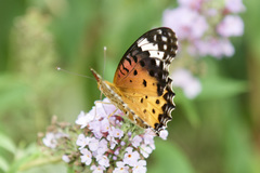 Argynnis hyperbius