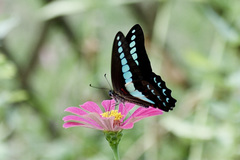 Graphium sarpedon