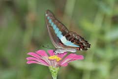 Graphium sarpedon