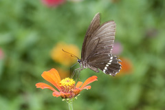 Papilio polytes