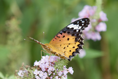 Argynnis hyperbius