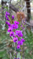 Hardenbergia violacea