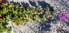 Pelargonium australe