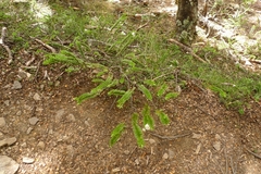 Veronica vernicosa