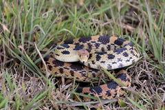 Mexican Bull Snake photo 4
