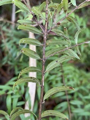Austromyrtus