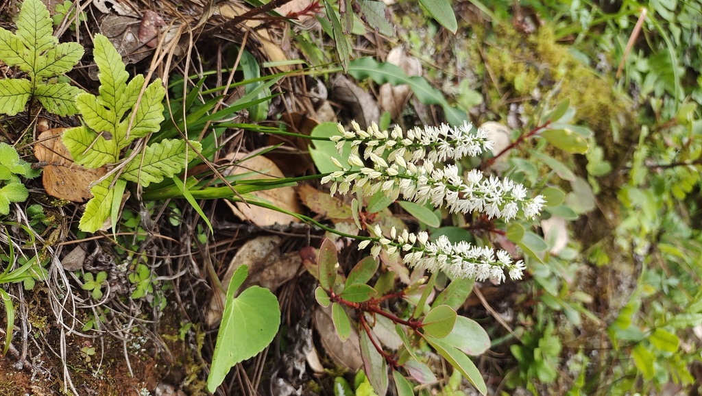 Tofieldia divergens