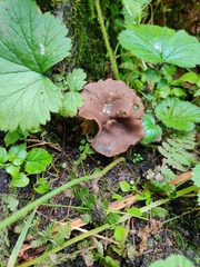 Dissingia crassitunicata