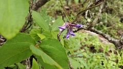 Amphicarpaea ferruginea