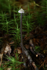 Entoloma conicum