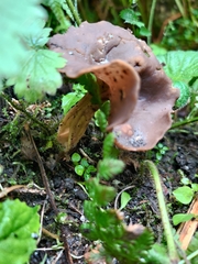 Dissingia crassitunicata
