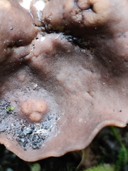 Dissingia crassitunicata