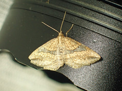 Orthonama evansi