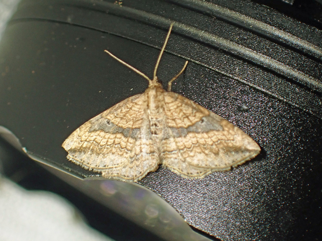 Orthonama evansi
