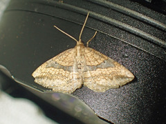 Orthonama evansi