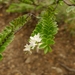 Veronica vernicosa - Photo (c) Leon Perrie, some rights reserved (CC BY-NC), uploaded by Leon Perrie