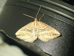 Orthonama evansi
