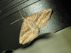 Orthonama evansi